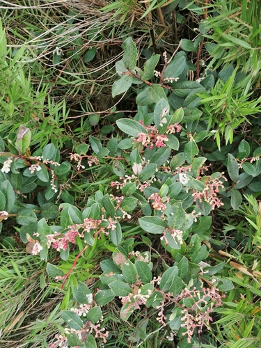 Gaultheria fragrantissima observed 2025-06-16
