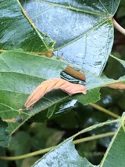 Pingasa ruginaria pacifica