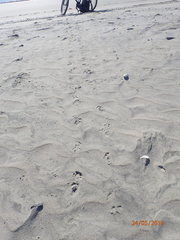 Malaclemys terrapin centrata