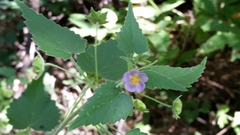 Batesimalva violacea