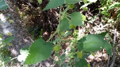 Batesimalva violacea
