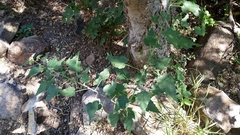Batesimalva violacea