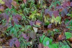 Aurantioporthe corni