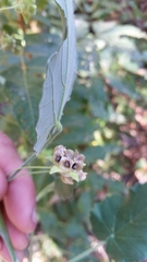 Batesimalva violacea