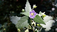 Batesimalva violacea