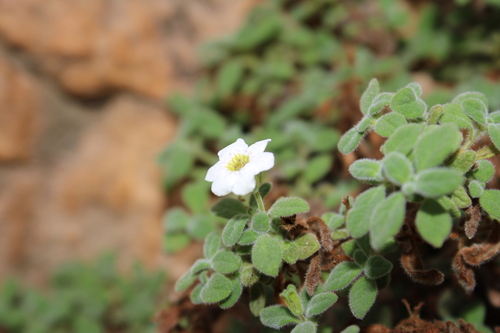 Nama origanifolia (Nama origanifolia)