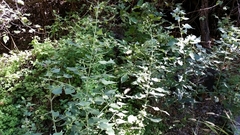 Batesimalva violacea