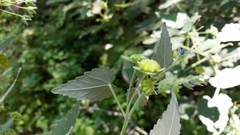 Batesimalva violacea