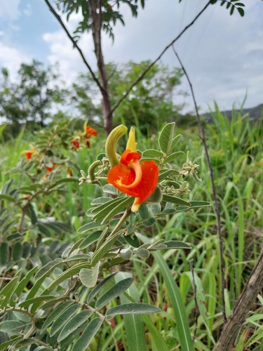 Harpalyce brasiliana, 2025-03-14