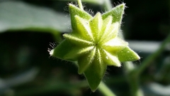 Batesimalva violacea