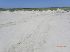 Caretta caretta