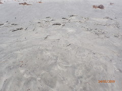 Caretta caretta