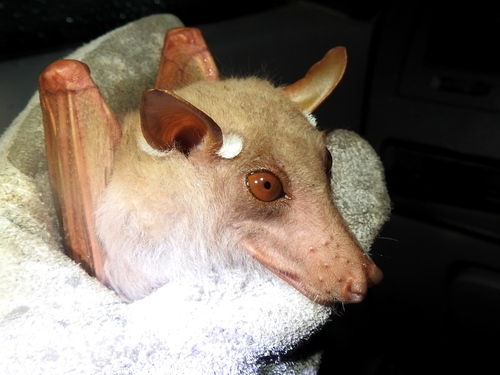 Dobson's Epauletted Fruit Bat