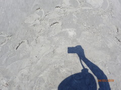 Caretta caretta