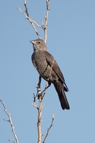 Brown-headed Cowbird photographed in Arizona