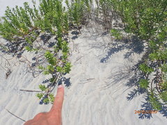 Malaclemys terrapin centrata