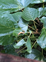 Pingasa ruginaria pacifica