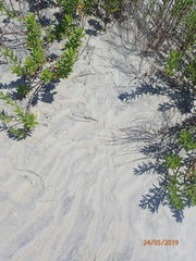 Malaclemys terrapin centrata