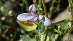 Carlowrightia serpyllifolia