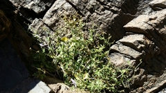 Carlowrightia serpyllifolia