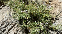 Carlowrightia serpyllifolia