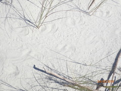 Malaclemys terrapin centrata