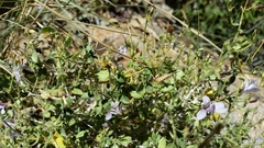 Carlowrightia serpyllifolia