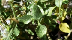 Carlowrightia serpyllifolia