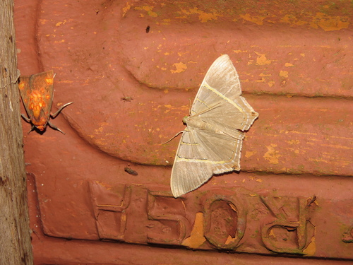 Phrygionis polita