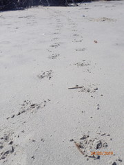 Malaclemys terrapin centrata