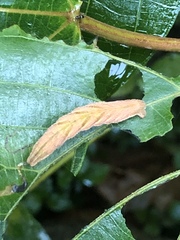 Pingasa ruginaria pacifica