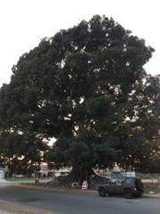 Ficus macrophylla