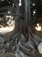 Ficus macrophylla