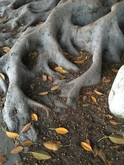 Ficus macrophylla