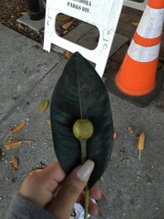 Ficus macrophylla
