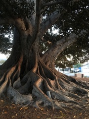 Ficus macrophylla