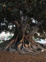 Ficus macrophylla