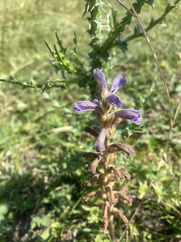 Yarrow Broomrape (Phelipanche purpurea)