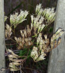 Eupatorium subvenosum