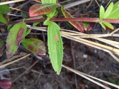 Eupatorium subvenosum