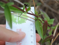 Eupatorium subvenosum