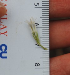 Eupatorium subvenosum