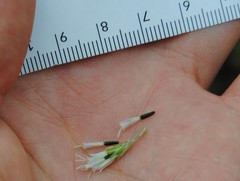 Eupatorium subvenosum