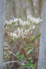 Eupatorium subvenosum