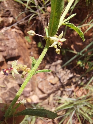 Ayenia angustifolia
