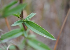 Eupatorium subvenosum