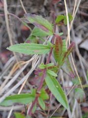 Eupatorium subvenosum