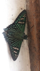 Phocides urania urania