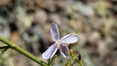 Carlowrightia linearifolia