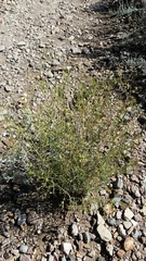 Carlowrightia linearifolia